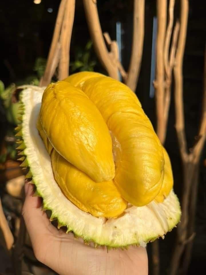 Đây không phải triển lãm trái cây chung — đây là hội nghị của riêng ngành sầu