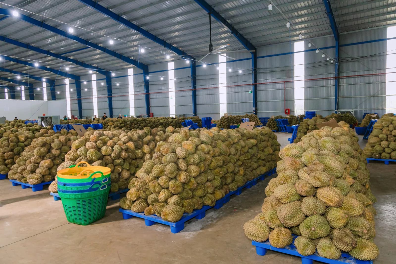 Hàng nghìn quả sầu riêng xếp thành từng khối trên pallet nhựa xanh bên trong nhà kho đóng gói quy mô lớn tại Đắk Lắk
