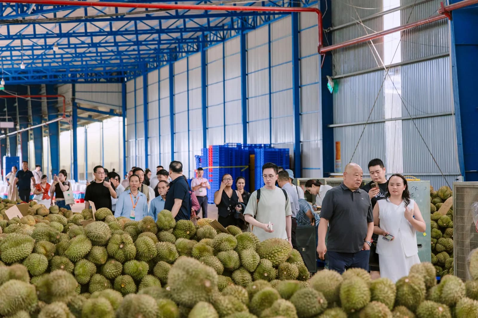 Đoàn khách thu mua Trung Quốc đi giữa các khối sầu riêng chất cao trong nhà kho đóng gói tại Đắk Lắk, vừa xem hàng vừa trao đổi