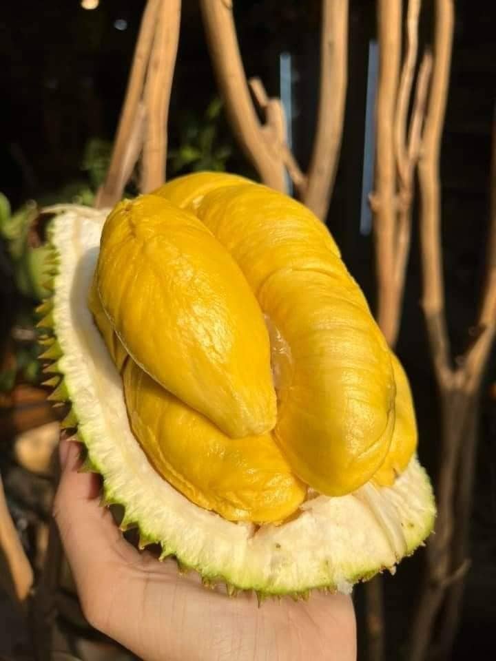 Đây không phải triển lãm trái cây chung — đây là hội nghị của riêng ngành sầu